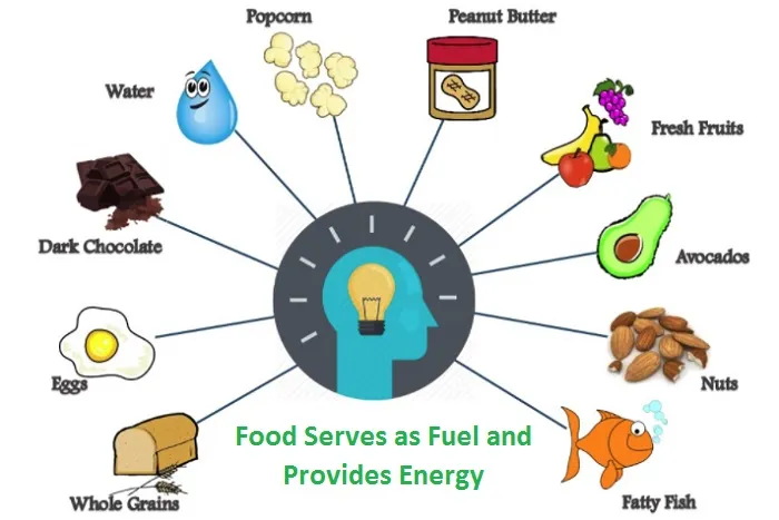 How Food Provides Energy to Your Body