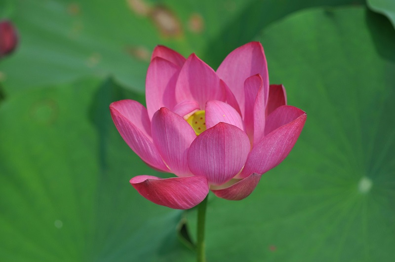 Understanding Meditation