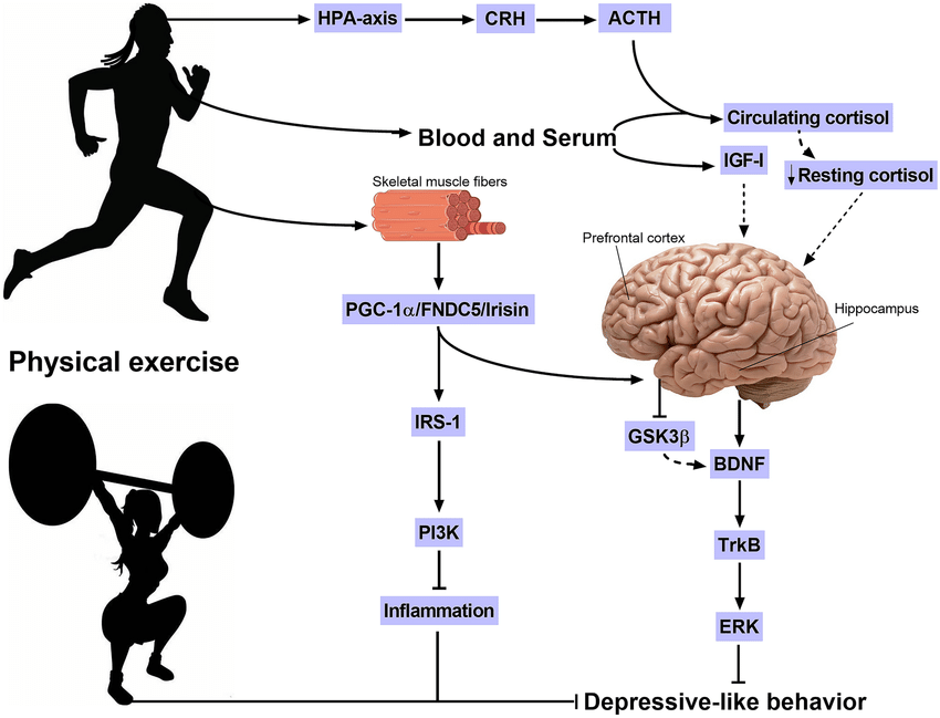 Understanding the Depression-Exercise Connection